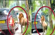 Lion targets safari vehicle at Bannerghatta park